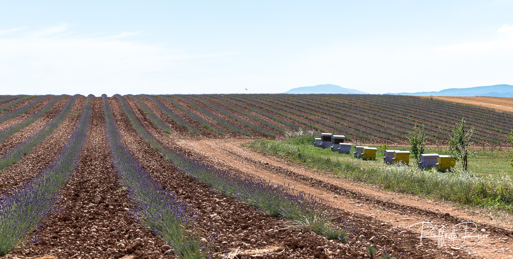 Valensole (13)